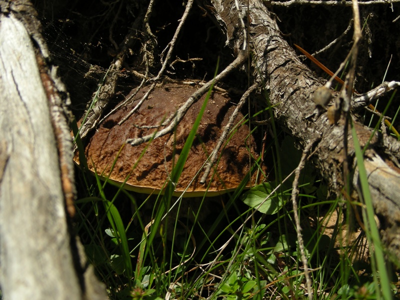 Abetaia di montagna secondo atto